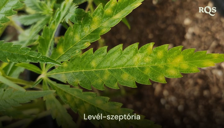 Kannabiszlevél, amelyet levélfoltosság (septoria) érintett, sárga foltokat és gombás fertőzés okozta elszíneződést mutat. Példa a sárguló kannabiszlevelekre és a sárga foltokra a leveleken.