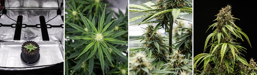 Kollázs az Orion F1 Autoflowering kannabisz növény növekedési szakaszaival: palánta növekedési fény alatt, elágazó levelek, virágzás és érett rügyek, amelyek készen állnak a betakarításra.