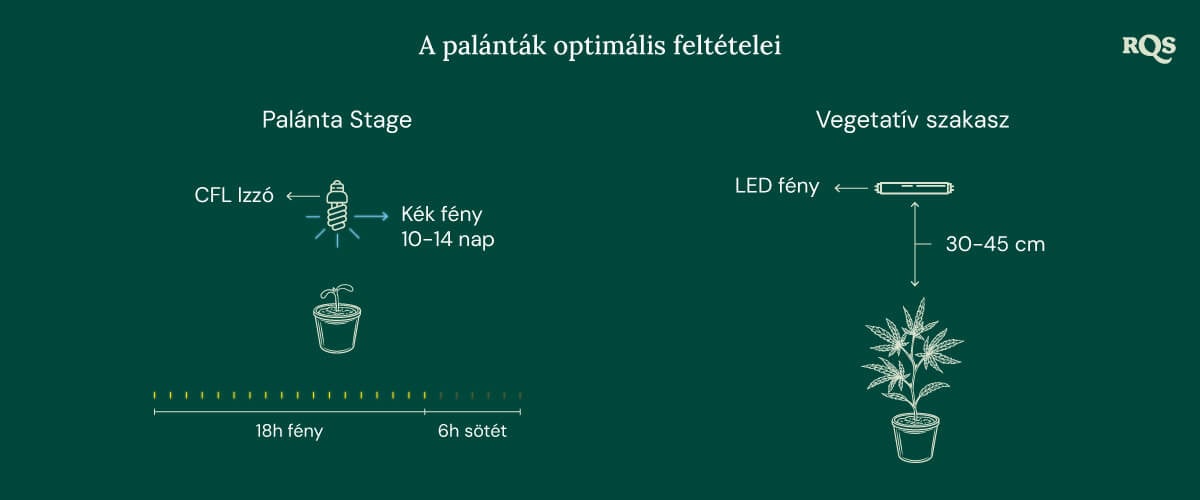 Light Conditions for cannabis seedling