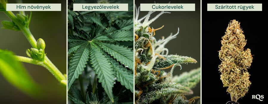 Négypaneles kollázs, amely a kannabisz növény különböző részeit mutatja be. A panelek a következőket tartalmazzák: egy hímivarú növény kis pollenzsákokkal, egy zöld, fogazott szélű legyezőlevél, trichomákkal borított cukros levelek egy rügy körül, és egy sűrű, narancssárga szőrökkel borított, szárított kannabiszrügy.