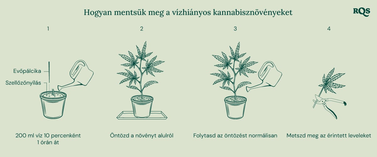 How to fix underwatered cannabis