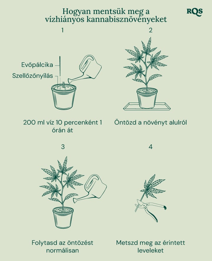 How to fix underwatered cannabis