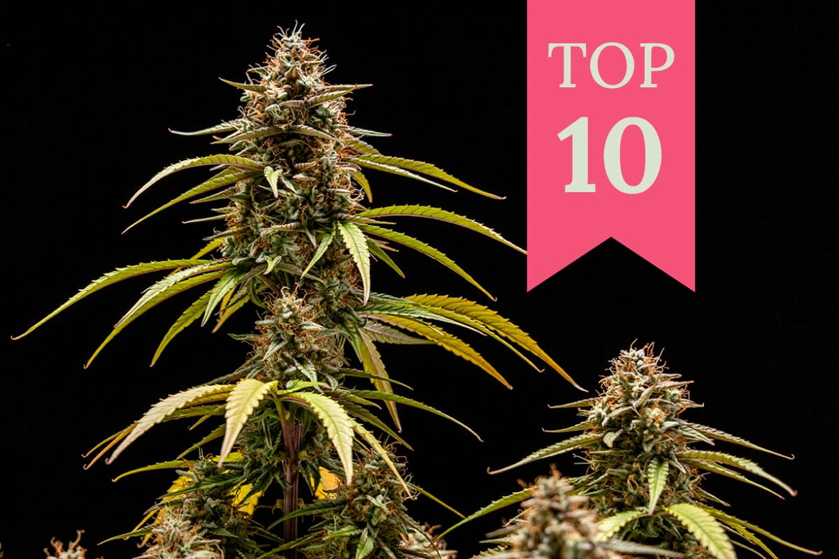 Egy közeli fotó egy kannabisz növényről, rózsaszín szalaggal, amin az van írva, hogy "TOP 10".