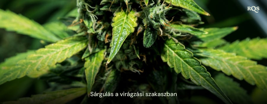 A kannabiszlevelek közelképe, amelyek a virágzási szakaszban sárgulnak, az öregedés vagy a potenciális tápanyaghiány jeleit mutatják. Kapcsolódik a virágzás során sárguló fő levelekhez.