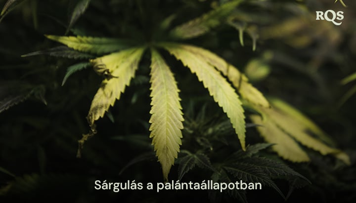 Kannabiszlevelek, amelyek a vegetatív szakaszban sárgulnak, kiemelve a tápanyaghiány vagy az öntözési problémák tüneteit. Kapcsolódik a vegetáció során sárguló fő levelekhez.