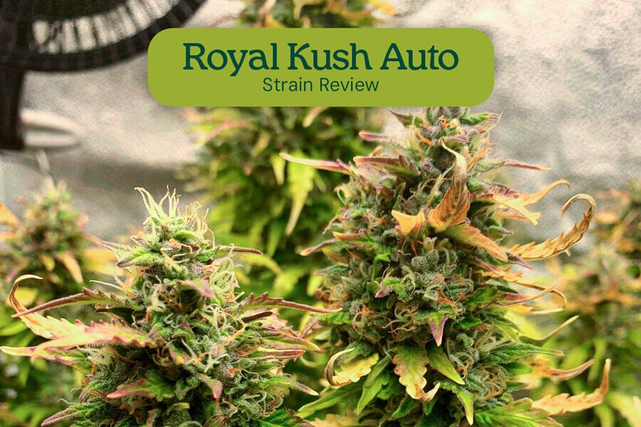 A Royal Kush Automata törzs bemutatása