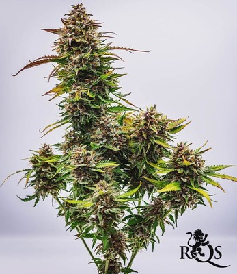 Bubble Kush Auto Bubble Kush Auto