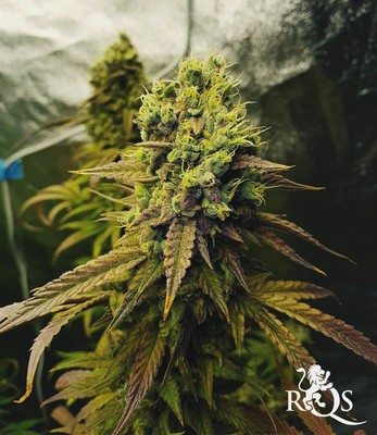 Bubble Kush Auto Bubble Kush Auto