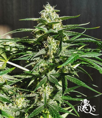 Bubble Kush Auto Bubble Kush Auto