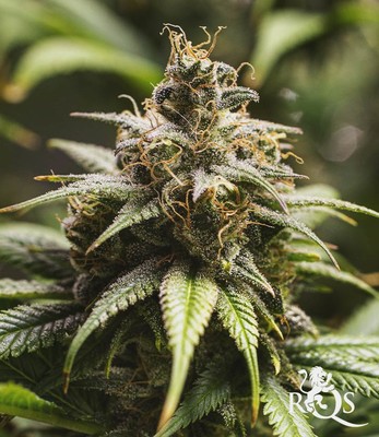 Chocolate Haze Chocolate Haze