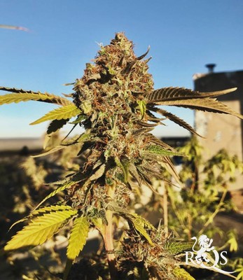 Royal Gorilla Royal Gorilla