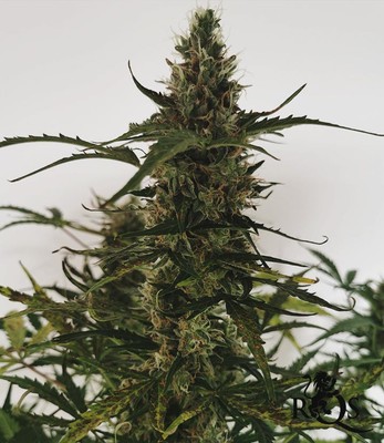 Royal Gorilla Auto Royal Gorilla Auto