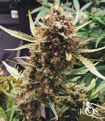 Royal Gorilla Auto Royal Gorilla Auto