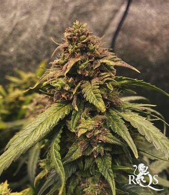 Royal Gorilla Auto Royal Gorilla Auto