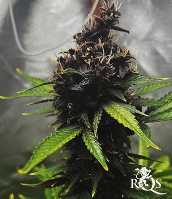 Purplematic CBD Purplematic CBD