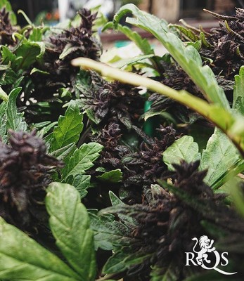 Purplematic CBD Purplematic CBD