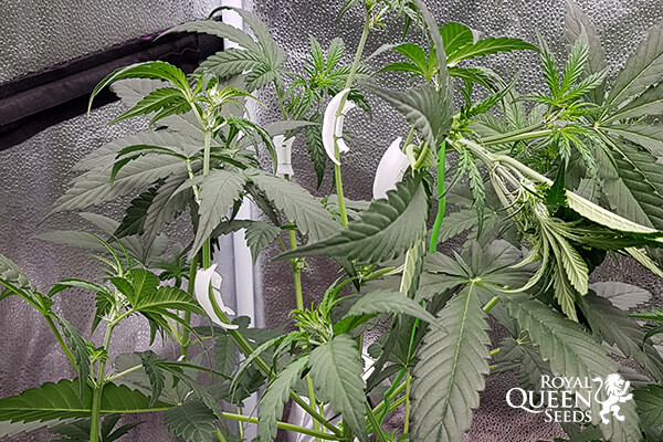 Növénycsipeszek LTS technikához Növénycsipeszek LTS technikához