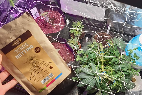 ScrOG Háló ScrOG Háló