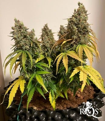 Milky Way F1 Milky Way F1